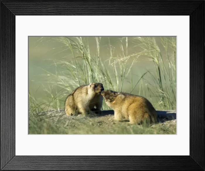 Framed Print : Bobak / Steppe Marmot - pair of adults - fattened Framed Print : Bobak / Steppe Marmot - pair of adults - fattened