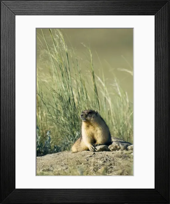 Framed Print : Bobak / Steppe Marmot - fat adult Framed Print : Bobak / Steppe Marmot - fat adult