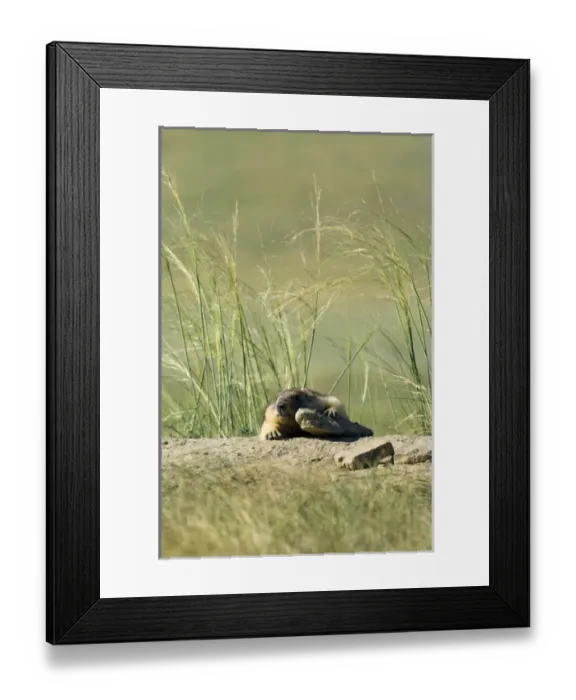 Framed Print : Bobak / Steppe Marmot - fat adult Framed Print : Bobak / Steppe Marmot - fat adult