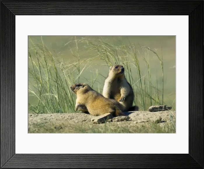 Framed Print : Bobak / Steppe Marmot - pair of fat adults Framed Print : Bobak / Steppe Marmot - pair of fat adults