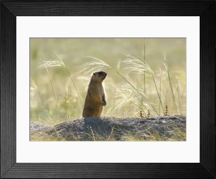 Framed Print : Bobak / Steppe Marmot - adult - observes surroundings Framed Print : Bobak / Steppe Marmot - adult - observes surroundings