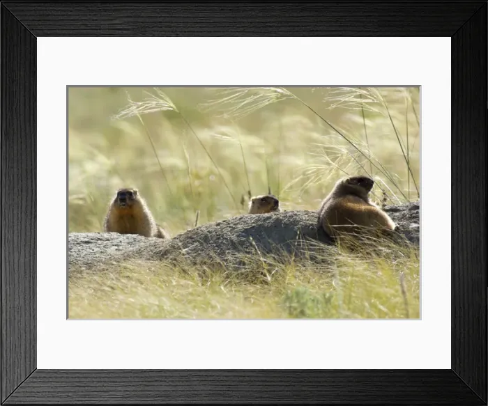 Framed Print : Bobak / Steppe Marmot - three adults - fat Framed Print : Bobak / Steppe Marmot - three adults - fat