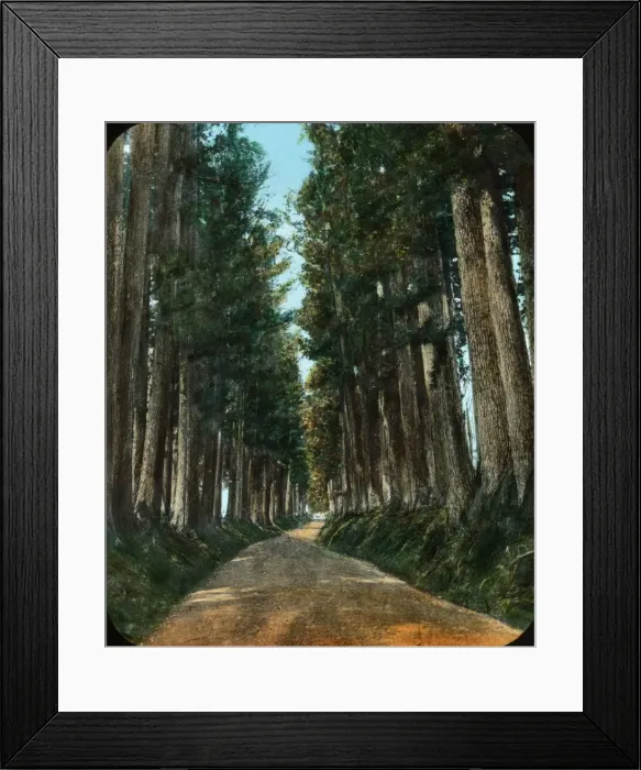 Framed Print : Japan - Avenue of Cryptomerias (trees) Framed Print : Japan - Avenue of Cryptomerias (trees)
