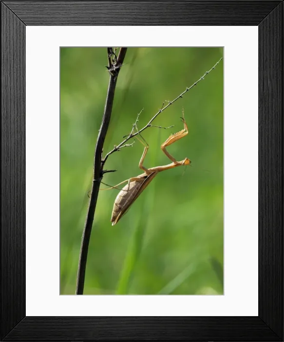 Framed Print : European / Praying Mantis - hides in long grasses Framed Print : European / Praying Mantis - hides in long grasses