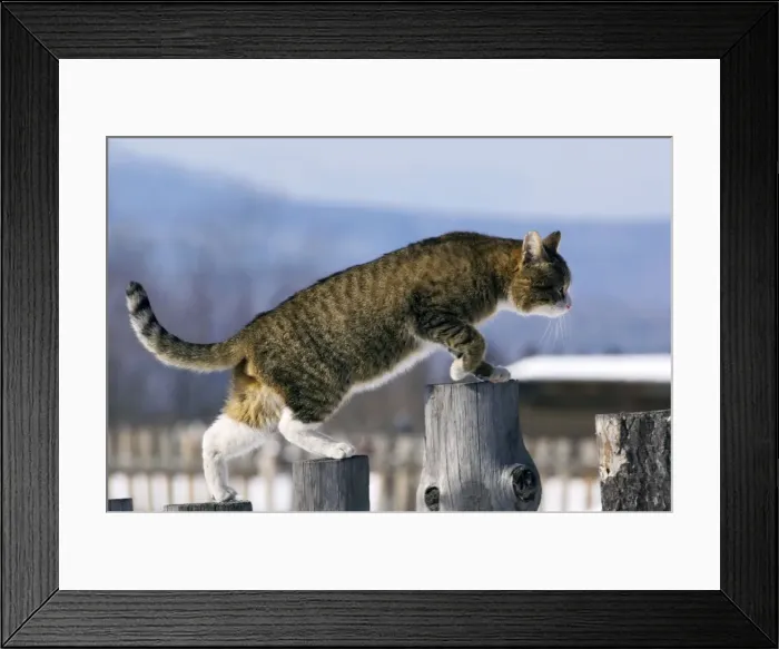 Framed Print : Domestic cat - tabby - male Framed Print : Domestic cat - tabby - male