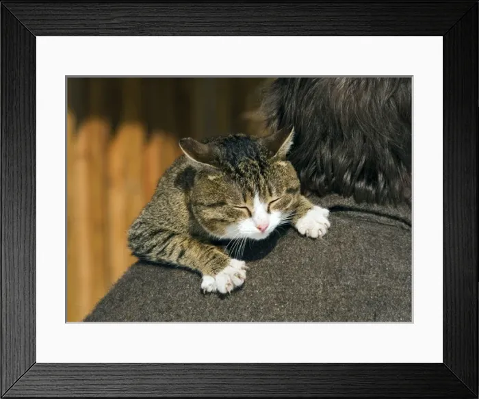 Framed Print : Domestic cat - tabby being carried by owner Framed Print : Domestic cat - tabby being carried by owner
