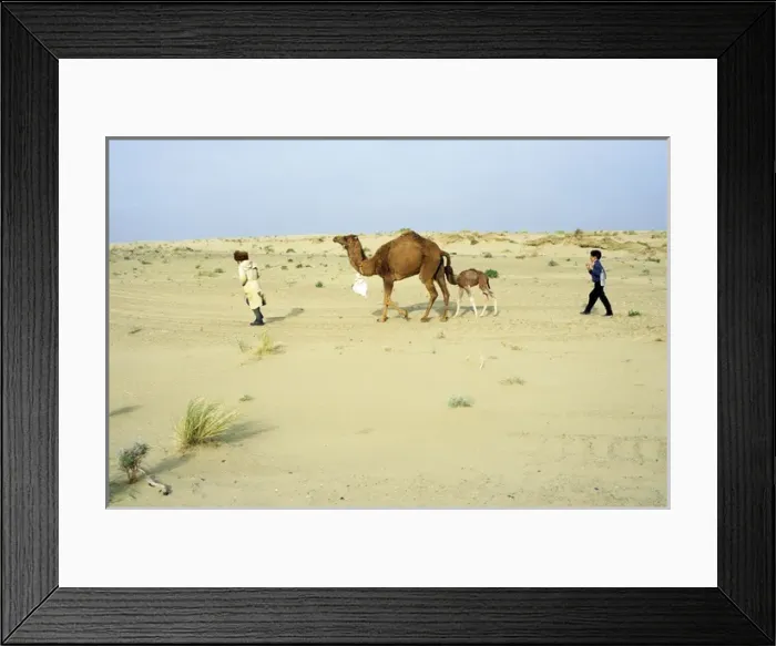 Framed Print : Dromedary Camel / Arabian Camel / One-humped Camel Framed Print : Dromedary Camel / Arabian Camel / One-humped Camel
