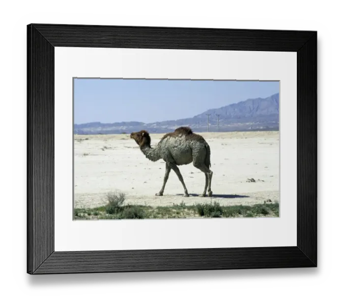 Framed Print : Dromedary / Arabian / One-humped Camel - after Framed Print : Dromedary / Arabian / One-humped Camel - after