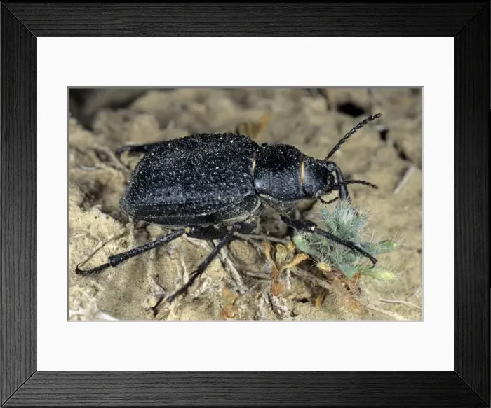 Framed Print : Darkling Beetle - feeds on plants near Karakum water-canal Framed Print : Darkling Beetle - feeds on plants near Karakum water-canal