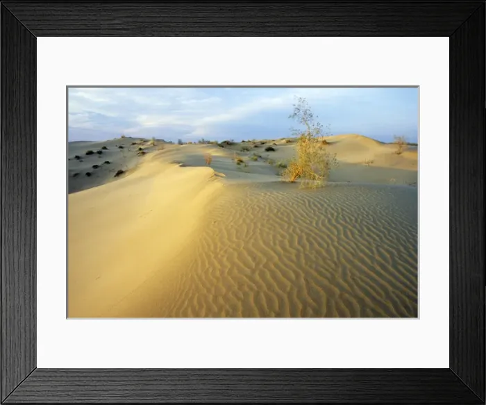 Framed Print : White Saxaul trees - on sand dunes with tracks Framed Print : White Saxaul trees - on sand dunes with tracks