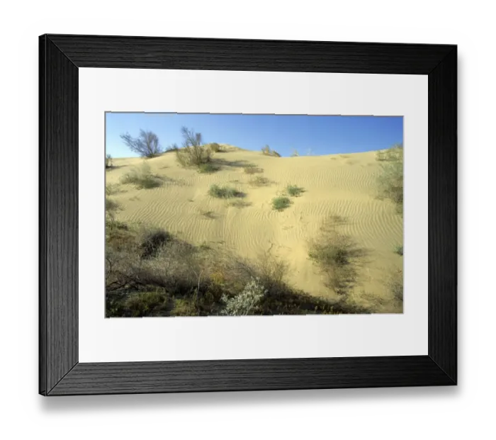 Framed Print : Saxaul trees and a mixture of other trees and bushes Framed Print : Saxaul trees and a mixture of other trees and bushes