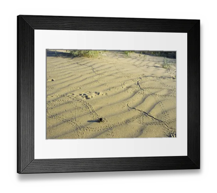 Framed Print : Darkling Beetle - along with various prints left Framed Print : Darkling Beetle - along with various prints left