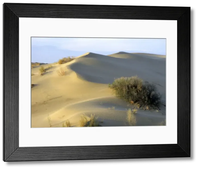 Framed Print : Saxaul Trees - on wind-shaped sand dunes Framed Print : Saxaul Trees - on wind-shaped sand dunes