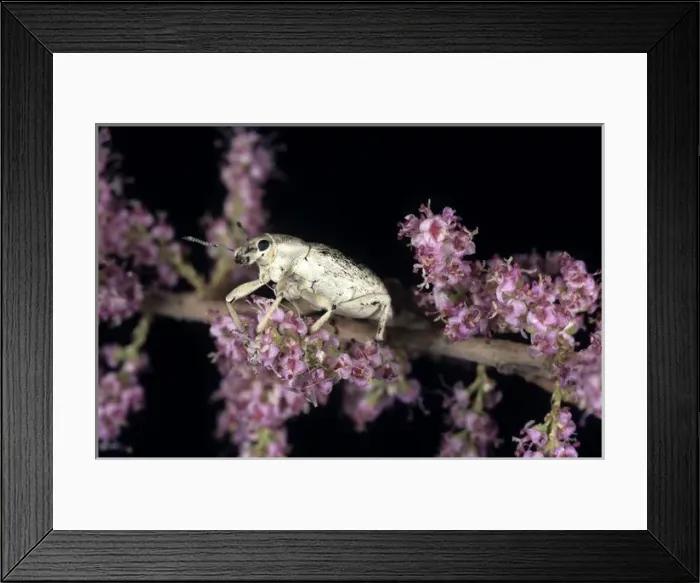 Framed Print : Weevil - on Tamarisk (Tamaricaceae sp. ) beetle Framed Print : Weevil - on Tamarisk (Tamaricaceae sp. ) beetle