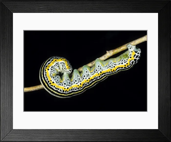 Framed Print : Owlet moth caterpillar - in a bush at night feeding Framed Print : Owlet moth caterpillar - in a bush at night feeding