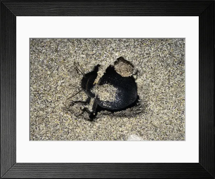Framed Print : Darkling Beetle - emerges from day shelter where