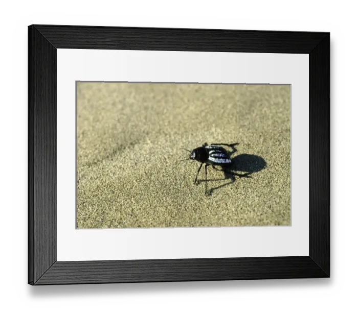 Framed Print : Darkling Beetle - runs in sand dunes of Karakum