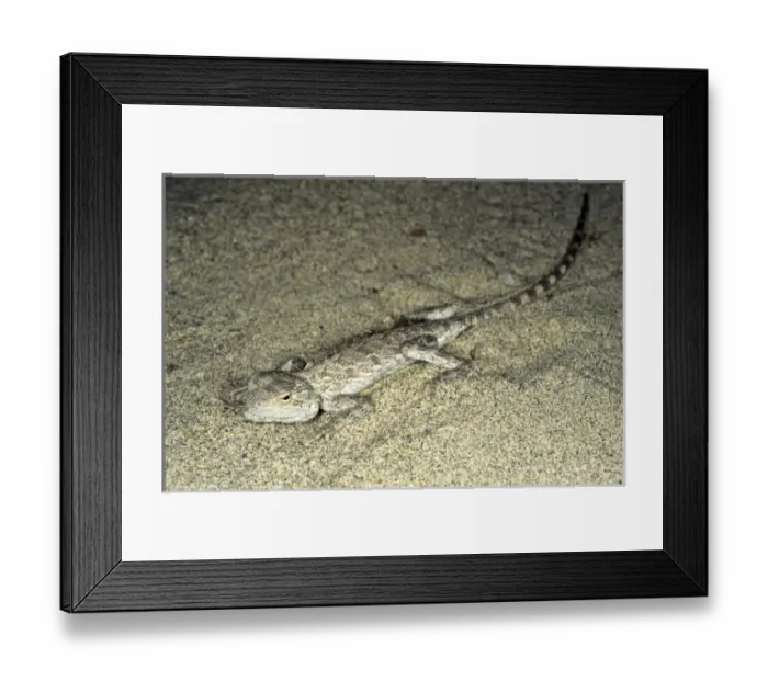 Framed Print : Agama / Agamid Lizard - sand dunes of Karakum desert Framed Print : Agama / Agamid Lizard - sand dunes of Karakum desert