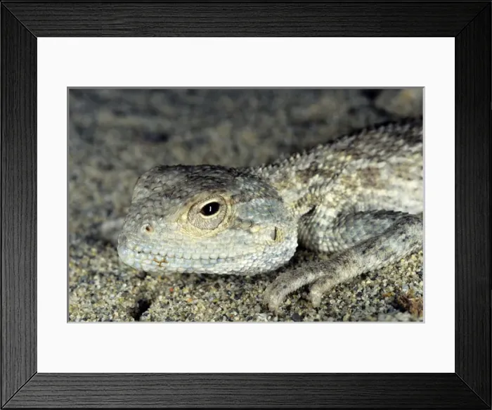 Framed Print : Agama / Agamid Lizard - sand dunes of Karakum desert Framed Print : Agama / Agamid Lizard - sand dunes of Karakum desert