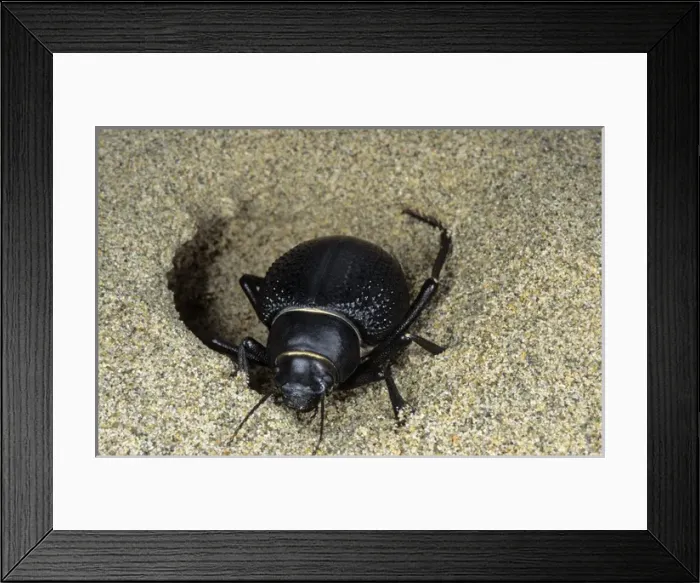 Framed Print : Darkling Beetle - emerges from day shelter in Framed Print : Darkling Beetle - emerges from day shelter in