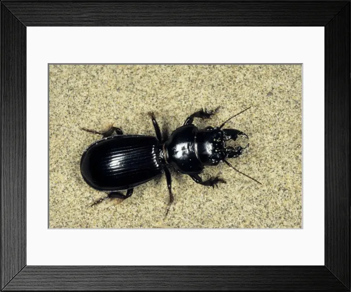 Framed Print : Ground Beetle - sand dunes of Central Karakum desert Framed Print : Ground Beetle - sand dunes of Central Karakum desert