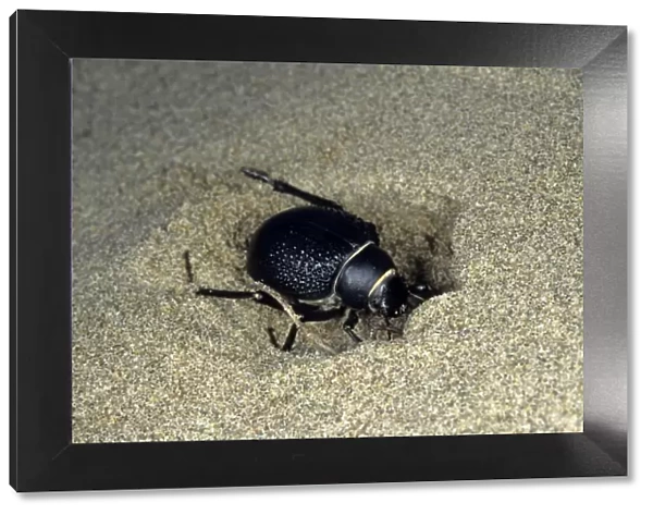 Darkling Beetle - burrowing in the sand to escape