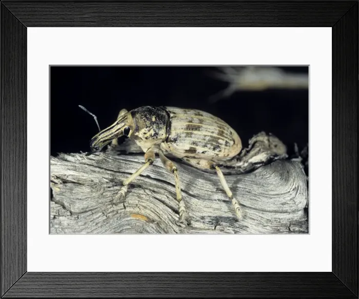 Framed Print : Weevil beetle - on dry branch of a Saxaul bush Framed Print : Weevil beetle - on dry branch of a Saxaul bush