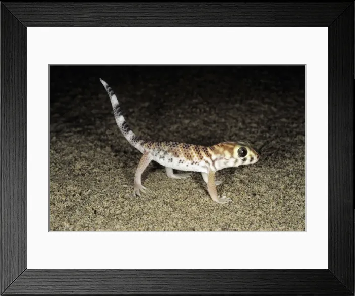 Framed Print : Common Wonder / Frog-eyed Gecko Framed Print : Common Wonder / Frog-eyed Gecko