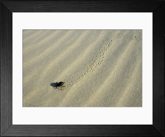 Framed Print : Darkling Beetle - runs for a cover after feeding at dawn Framed Print : Darkling Beetle - runs for a cover after feeding at dawn