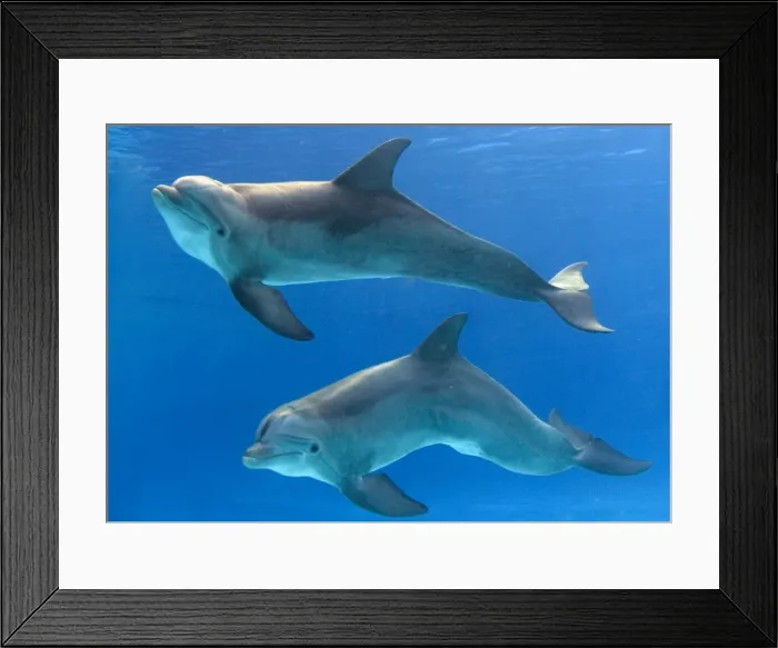 Framed Print : Bottlenose Dolphins - underwater Framed Print : Bottlenose Dolphins - underwater