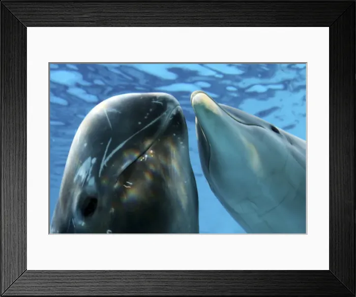 Framed Print : Rissos Dolphin - swimming underwater with a Bottlenose Framed Print : Rissos Dolphin - swimming underwater with a Bottlenose