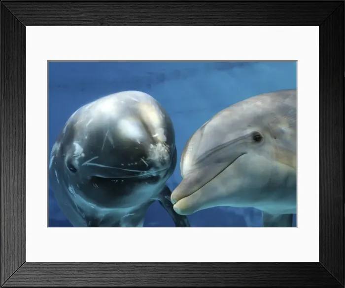 Framed Print : Rissos Dolphin - swimming underwater with a Bottlenose Framed Print : Rissos Dolphin - swimming underwater with a Bottlenose