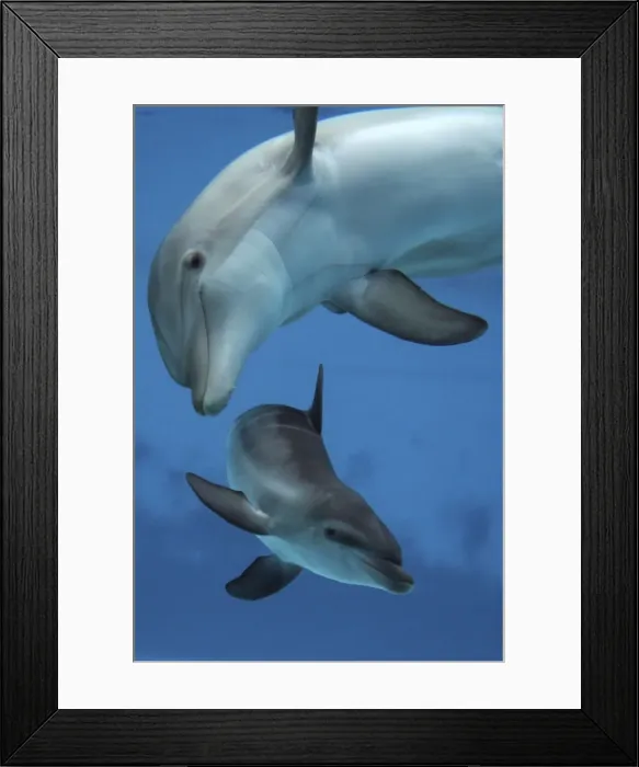 Framed Print : Bottlenose Dolphin - two swimming underwater together Framed Print : Bottlenose Dolphin - two swimming underwater together