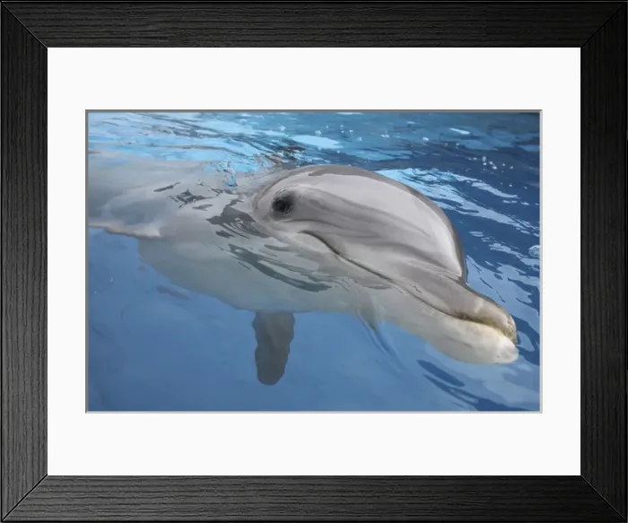 Framed Print : Bottlenose Dolphin - appearing just above surface Framed Print : Bottlenose Dolphin - appearing just above surface
