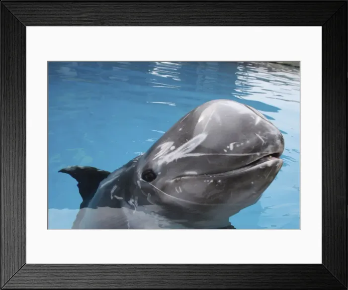 Framed Print : Rissos Dolphin - with nose above surface Framed Print : Rissos Dolphin - with nose above surface