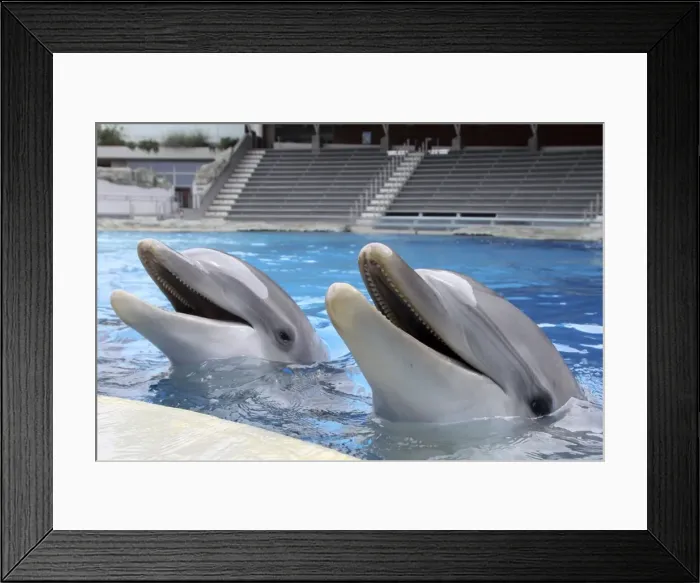 Framed Print : Bottlenose Dolphin - two with mouths open above surface Framed Print : Bottlenose Dolphin - two with mouths open above surface