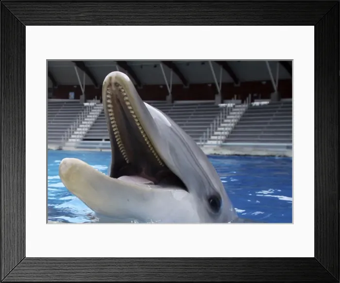 Framed Print : Bottlenose Dolphin - with mouth wide open above surface Framed Print : Bottlenose Dolphin - with mouth wide open above surface