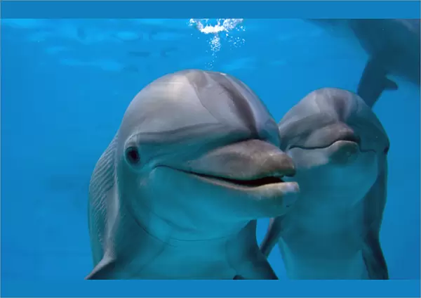 Bottlenose Dolphin - two swimming underwater