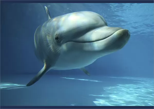 Bottlenose Dolphin - swimming underwater