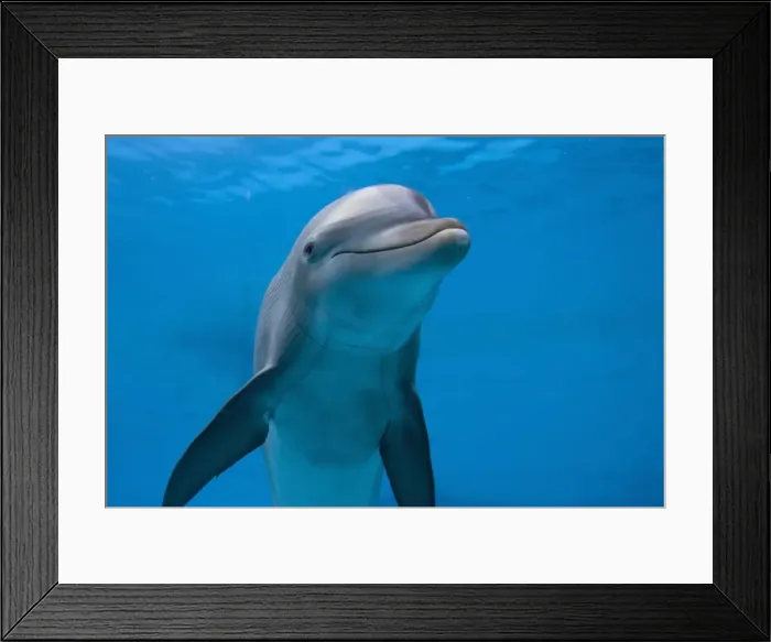 Framed Print : Bottlenose Dolphin - swimming underwater Framed Print : Bottlenose Dolphin - swimming underwater