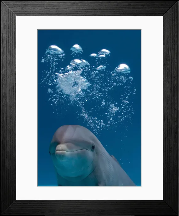 Framed Print : Bottlenose Dolphin - swimming underwater - with water bubble