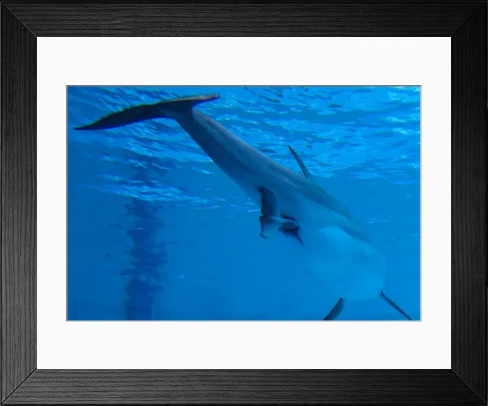 Framed Print : Bottlenose Dolphin - birth process has started Framed Print : Bottlenose Dolphin - birth process has started