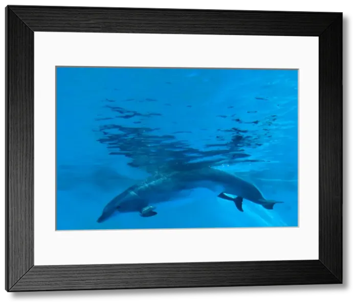 Framed Print : Bottlenose Dolphin - birth process has started Framed Print : Bottlenose Dolphin - birth process has started