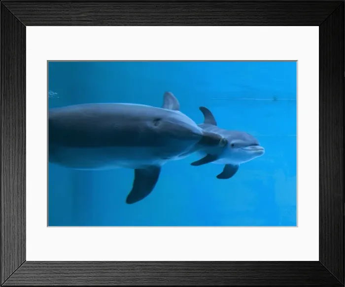 Framed Print : Bottlenose Dolphin - recently born calf swims with mother Framed Print : Bottlenose Dolphin - recently born calf swims with mother