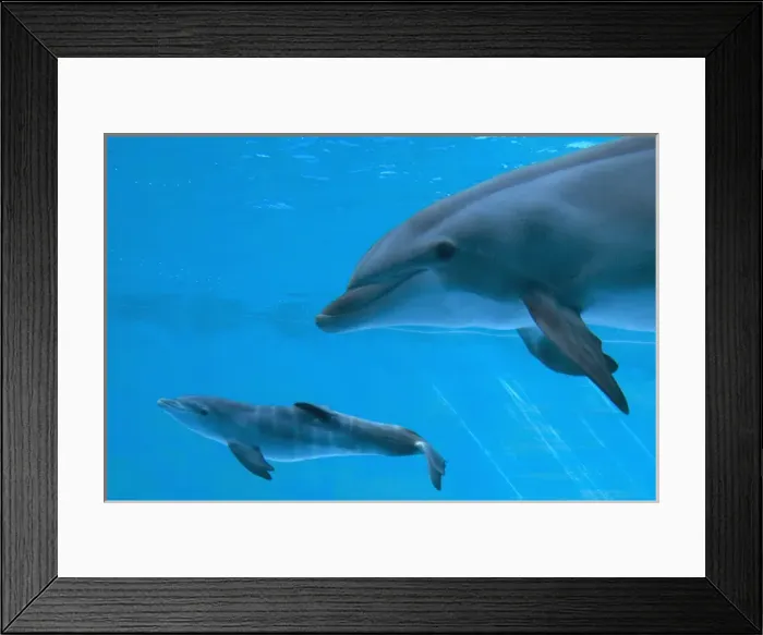 Framed Print : Bottlenose Dolphin - recently born calf swims with mother Framed Print : Bottlenose Dolphin - recently born calf swims with mother