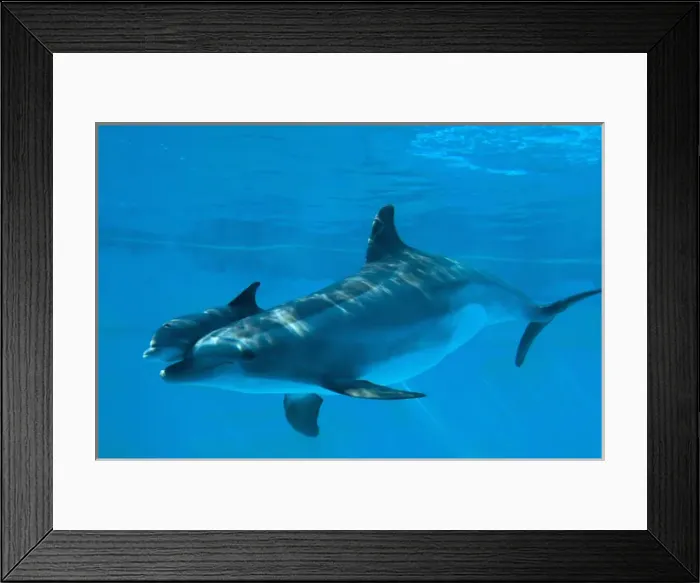 Framed Print : Bottlenose Dolphin - recently born calf swims with mother Framed Print : Bottlenose Dolphin - recently born calf swims with mother