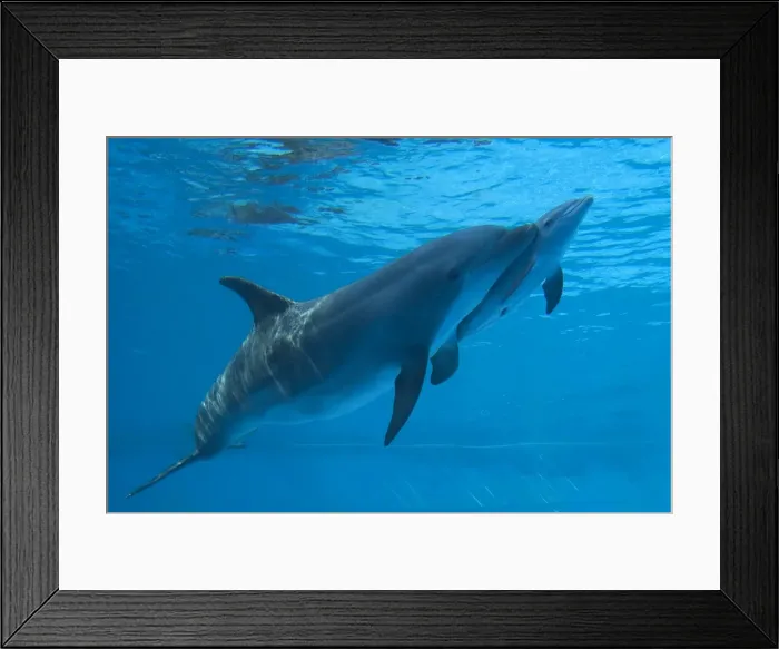 Framed Print : Bottlenose Dolphin - recently born calf swims with mother Framed Print : Bottlenose Dolphin - recently born calf swims with mother