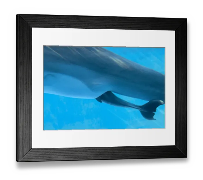 Framed Print : Bottlenose Dolphin - birth process has started Framed Print : Bottlenose Dolphin - birth process has started