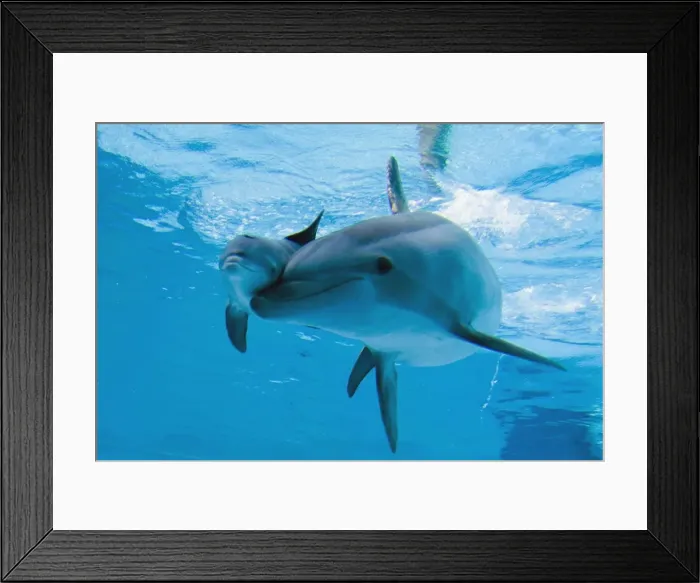 Framed Print : Bottlenose Dolphin - recently born calf swims with mother Framed Print : Bottlenose Dolphin - recently born calf swims with mother