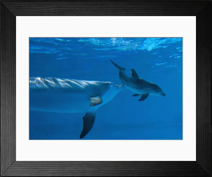 Framed Print : Bottlenose Dolphin - mother is stimulating her Framed Print : Bottlenose Dolphin - mother is stimulating her